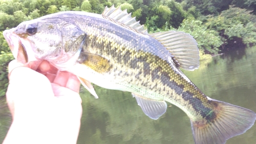 ラージマウスバスの釣果