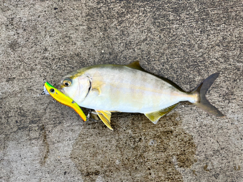 ショゴの釣果