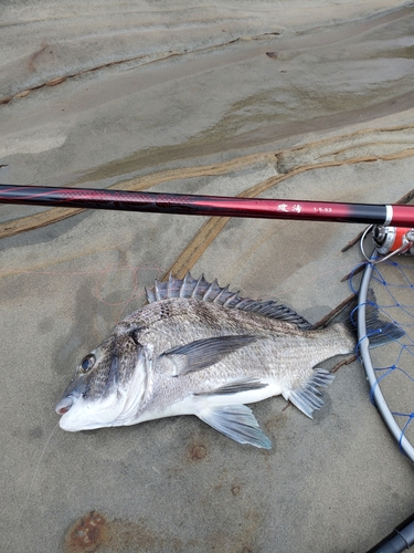 チヌの釣果