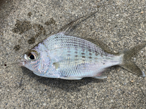 イトヒキヒイラギの釣果