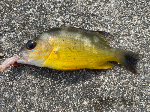 オキフエダイの釣果