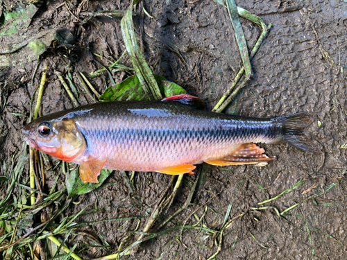 カワムツの釣果