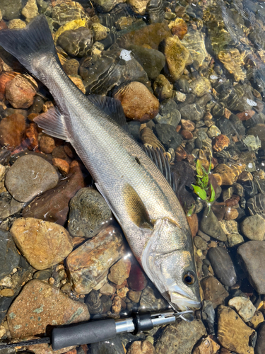 スズキの釣果