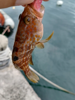 キジハタの釣果