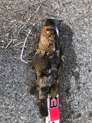 タケノコメバルの釣果