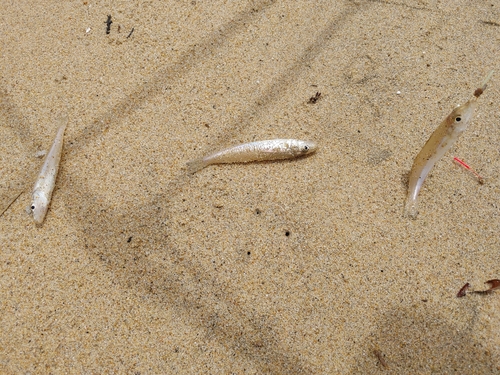 キスの釣果