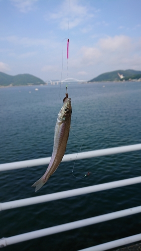 キスの釣果