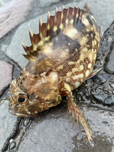 カサゴの釣果