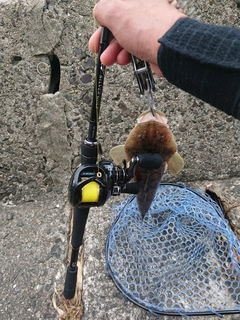 マゴチの釣果