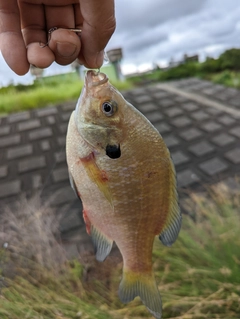 ブルーギルの釣果