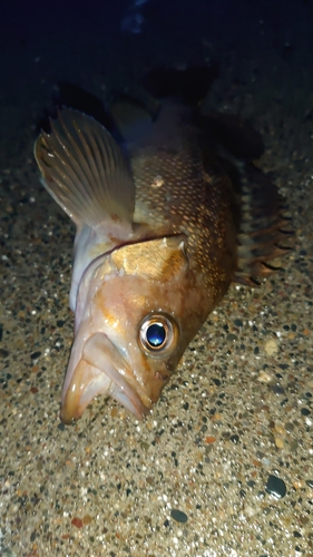 エゾメバルの釣果