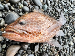 オオモンハタの釣果