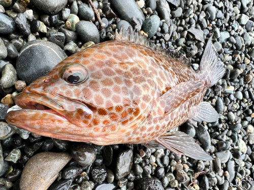 オオモンハタの釣果