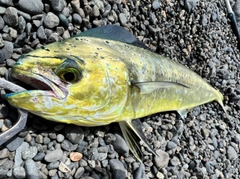 シイラの釣果