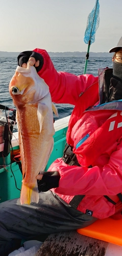 アマダイの釣果