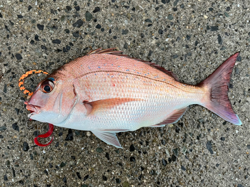 マダイの釣果