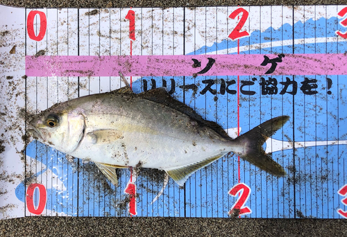 ショゴの釣果