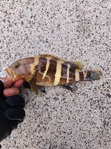 アオハタの釣果