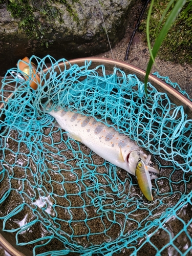 アマゴの釣果