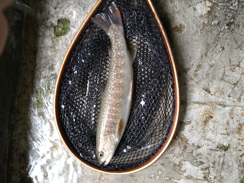 イワナの釣果