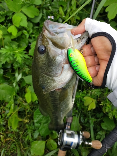 ブラックバスの釣果