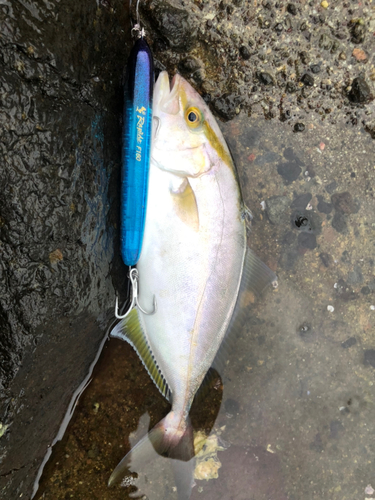 ショゴの釣果