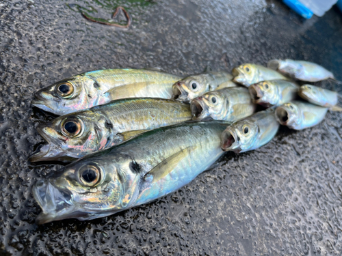 アジの釣果