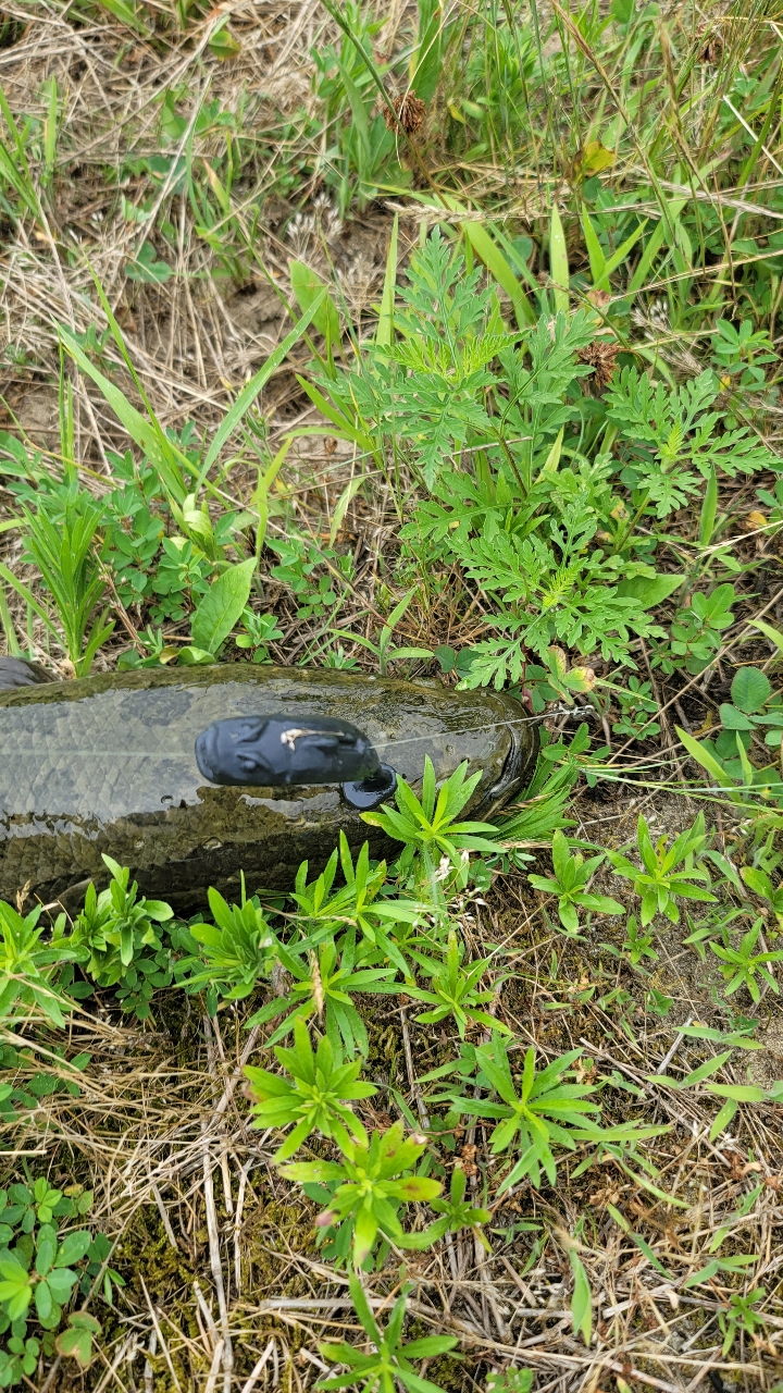 ブラックバス