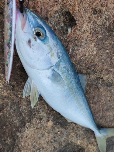 ツバスの釣果