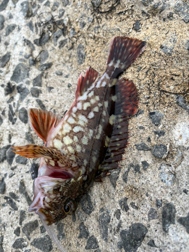 カサゴの釣果