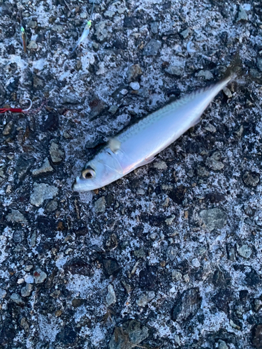 サバの釣果