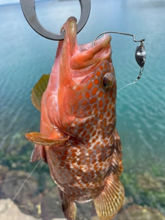 キジハタの釣果