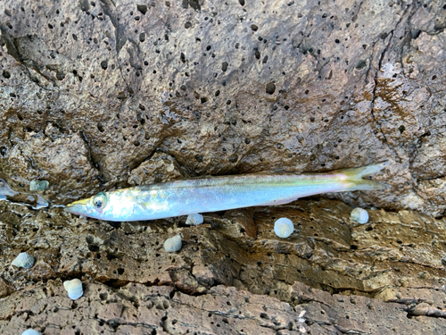 カマスの釣果