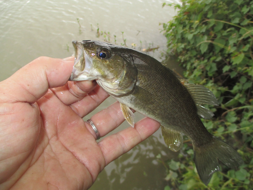 スモールマウスバスの釣果