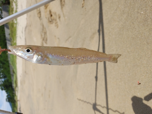 キスの釣果