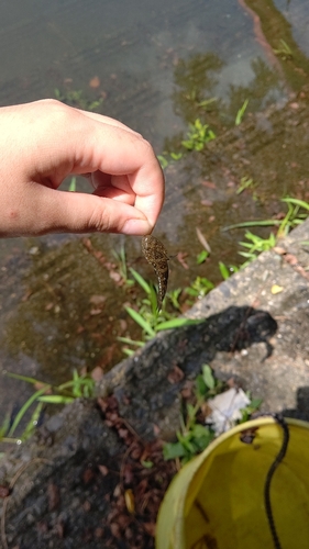 マハゼの釣果