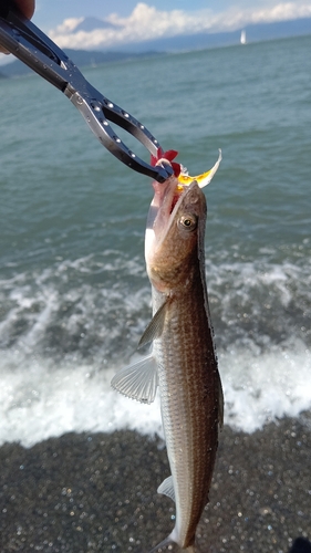 エソの釣果