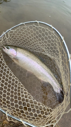 スチールヘッドの釣果