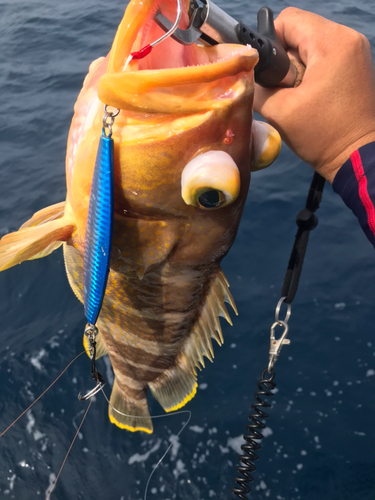 アオハタの釣果