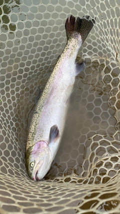 スチールヘッドの釣果