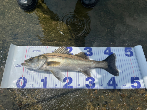 シーバスの釣果