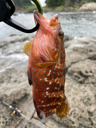 キジハタの釣果