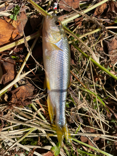 カワムツの釣果