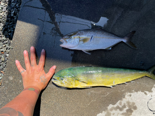 シイラの釣果