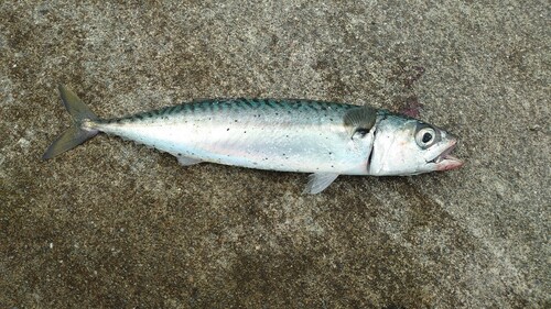 サバの釣果