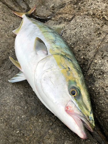 ブリの釣果