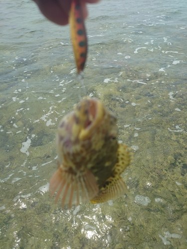 イソゴンベの釣果