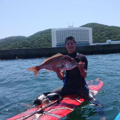 マダイの釣果