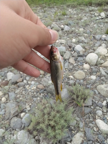 ムツの釣果