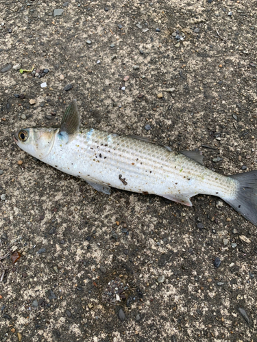 ボラの釣果